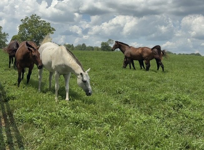 Horses for Haag Realty